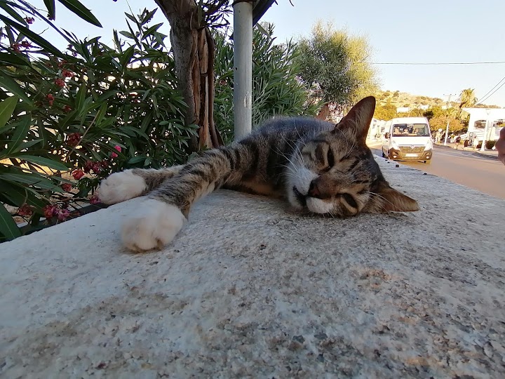 Cats Feeding Area