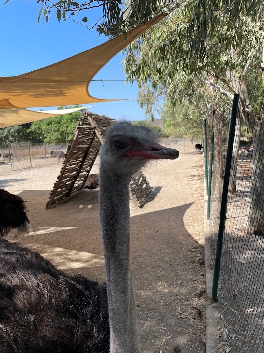 Ostrich Interaction Zone
