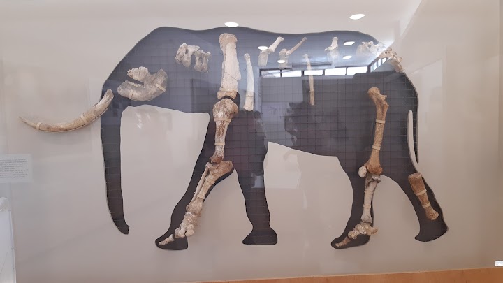 Μουσείο Ελεφάντων